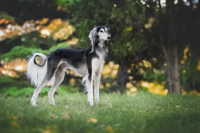 Pet business