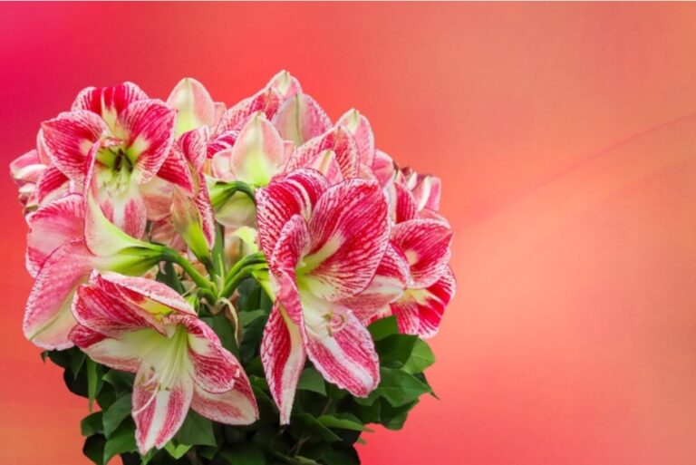 Make Every Occasion Special with Flower Delivery