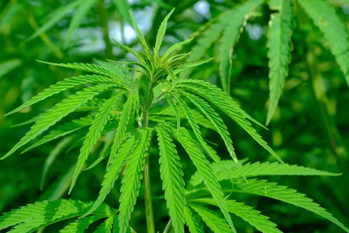 Cannabinol Powder