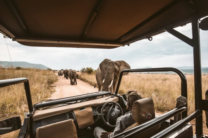 Luxury Safari