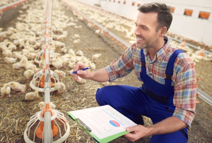 Poultry