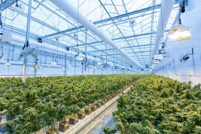Pre-Roll Packaging in Cannabis Retail